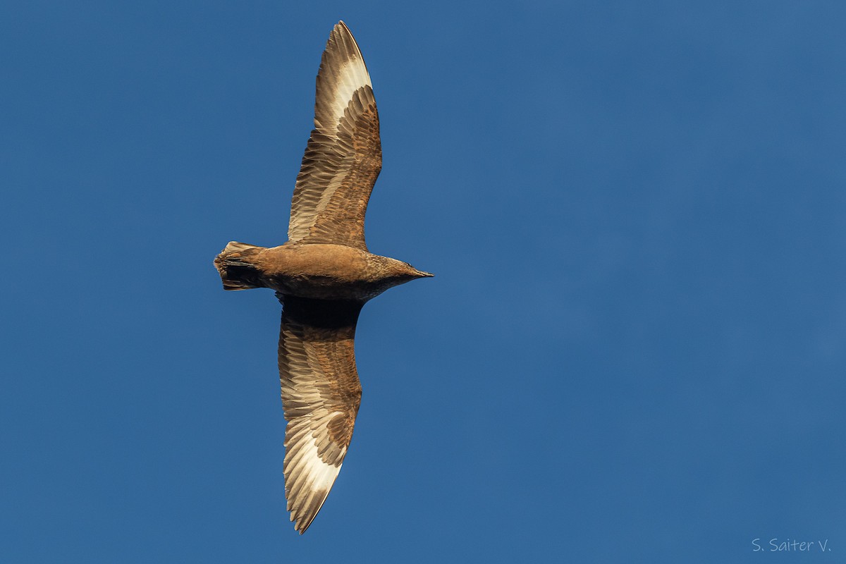 Chilean Skua - ML652111992