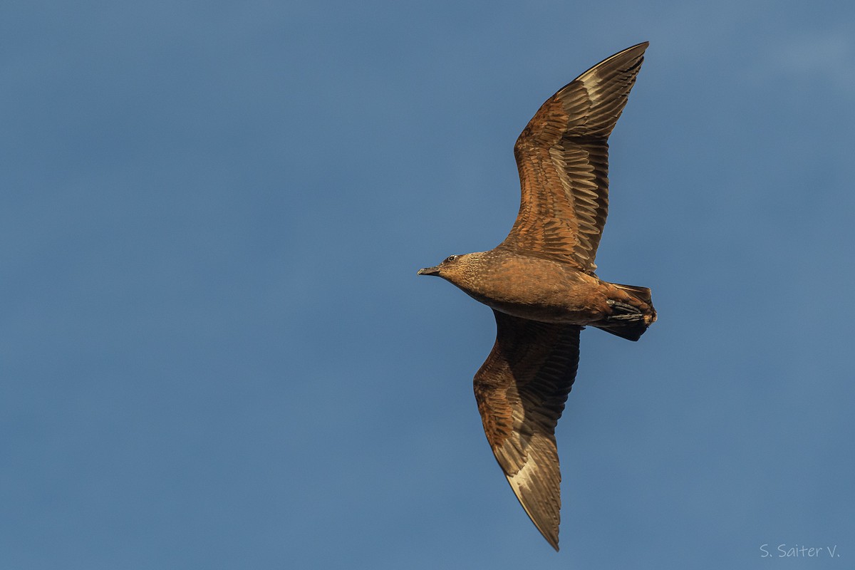 Chilean Skua - ML652111993