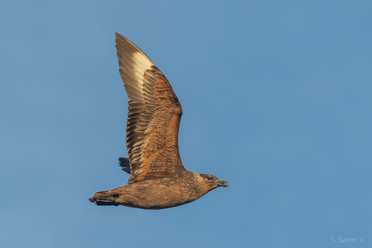 Chilean Skua - ML652111995