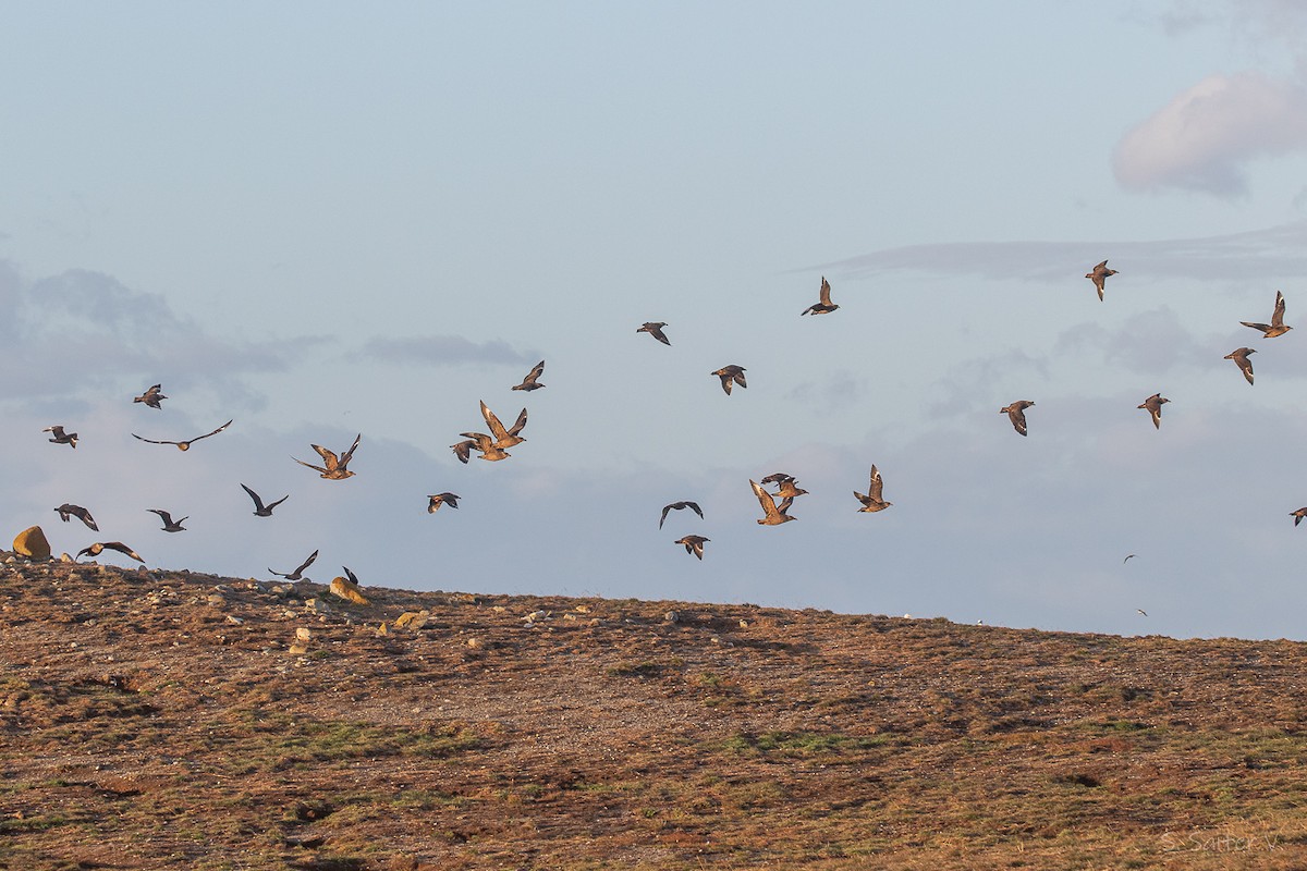 Chilean Skua - ML652111996