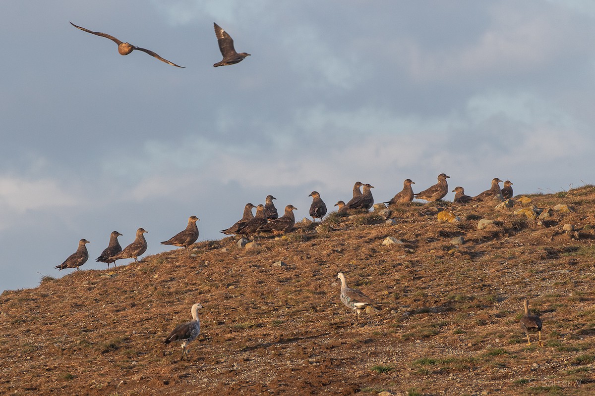 Chilean Skua - ML652111997