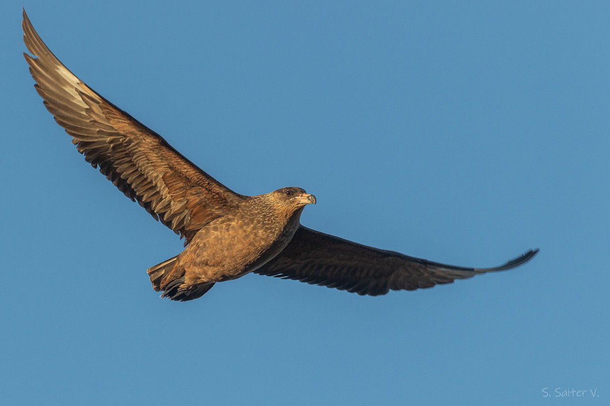 Chilean Skua - ML652111998