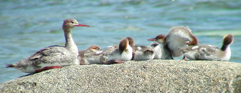 Red-breasted Merganser - ML65211221