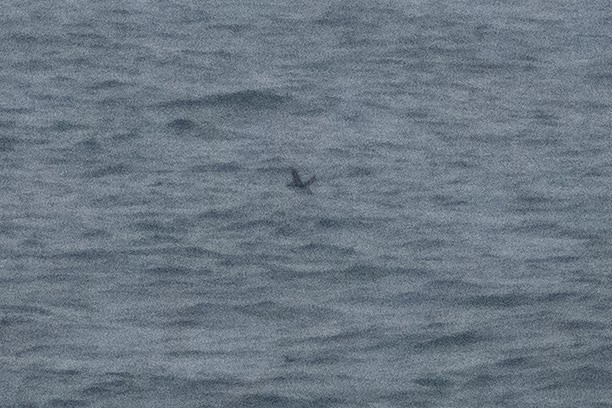 nordstarik - ML652112347