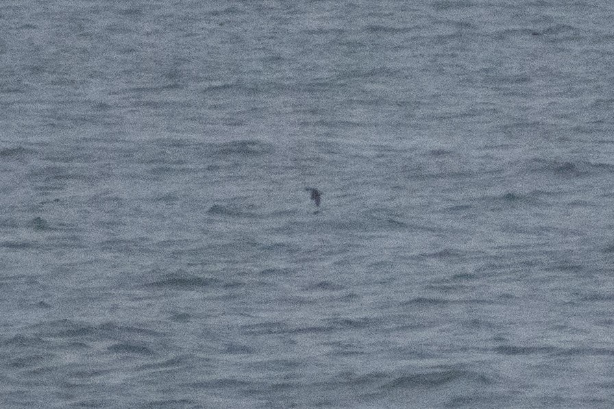 nordstarik - ML652112348