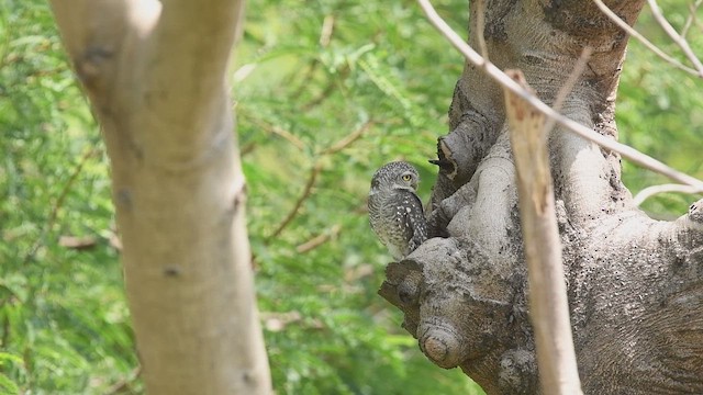 Spotted Owlet - ML652112496