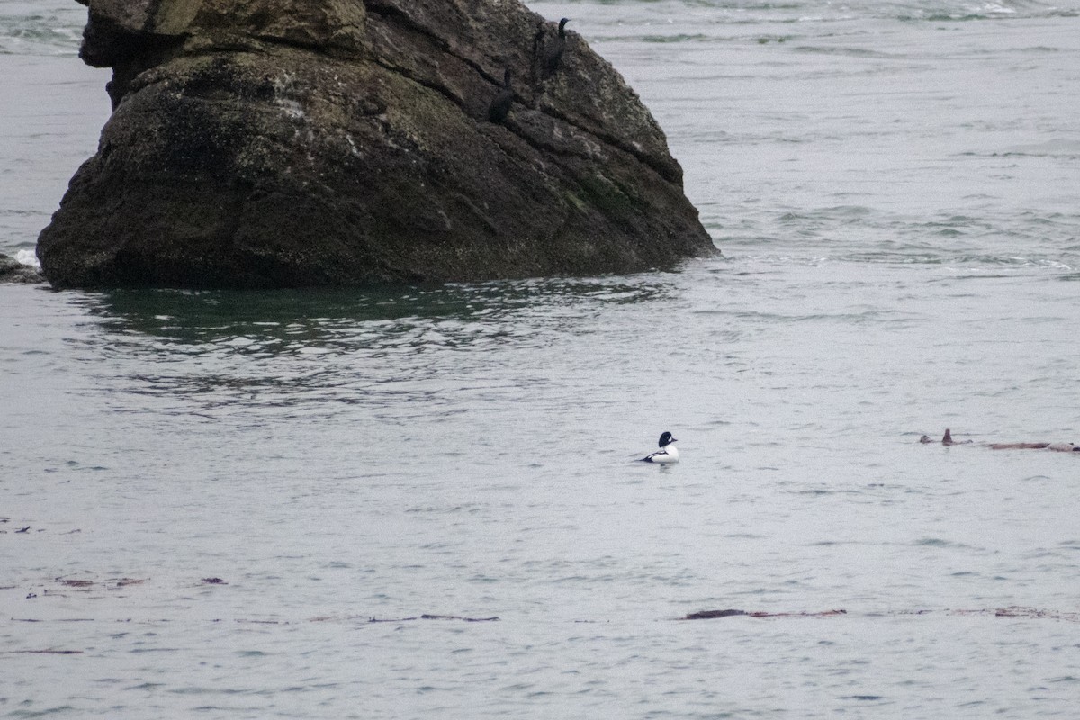 キタホオジロガモ - ML652112678