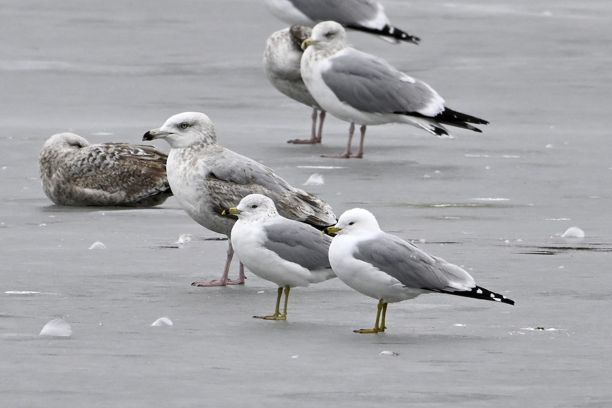 Делавэрская чайка - ML652112878