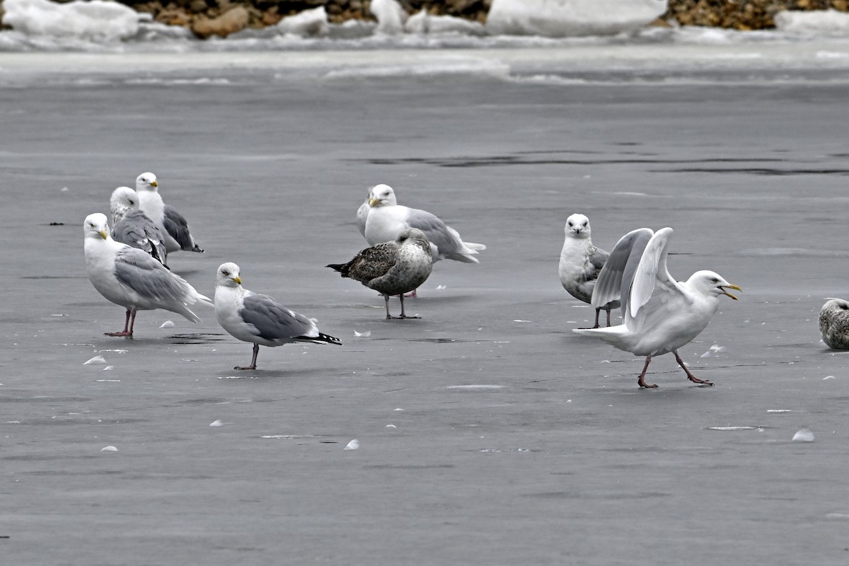 Бургомистр - ML652112885