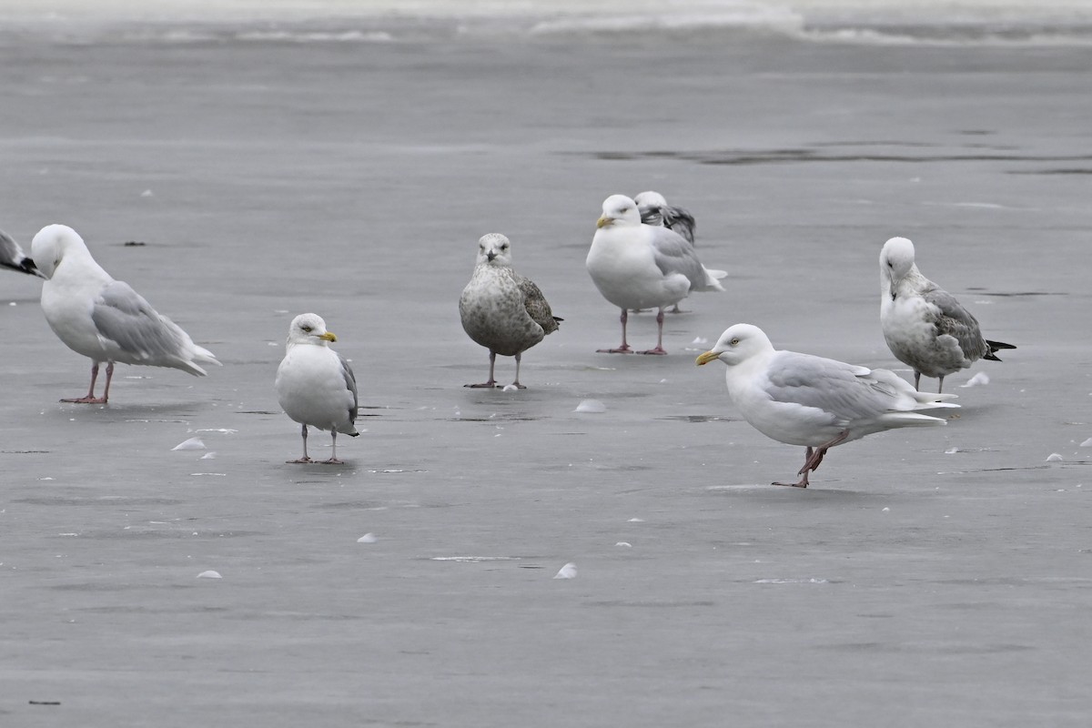 Бургомистр - ML652112891