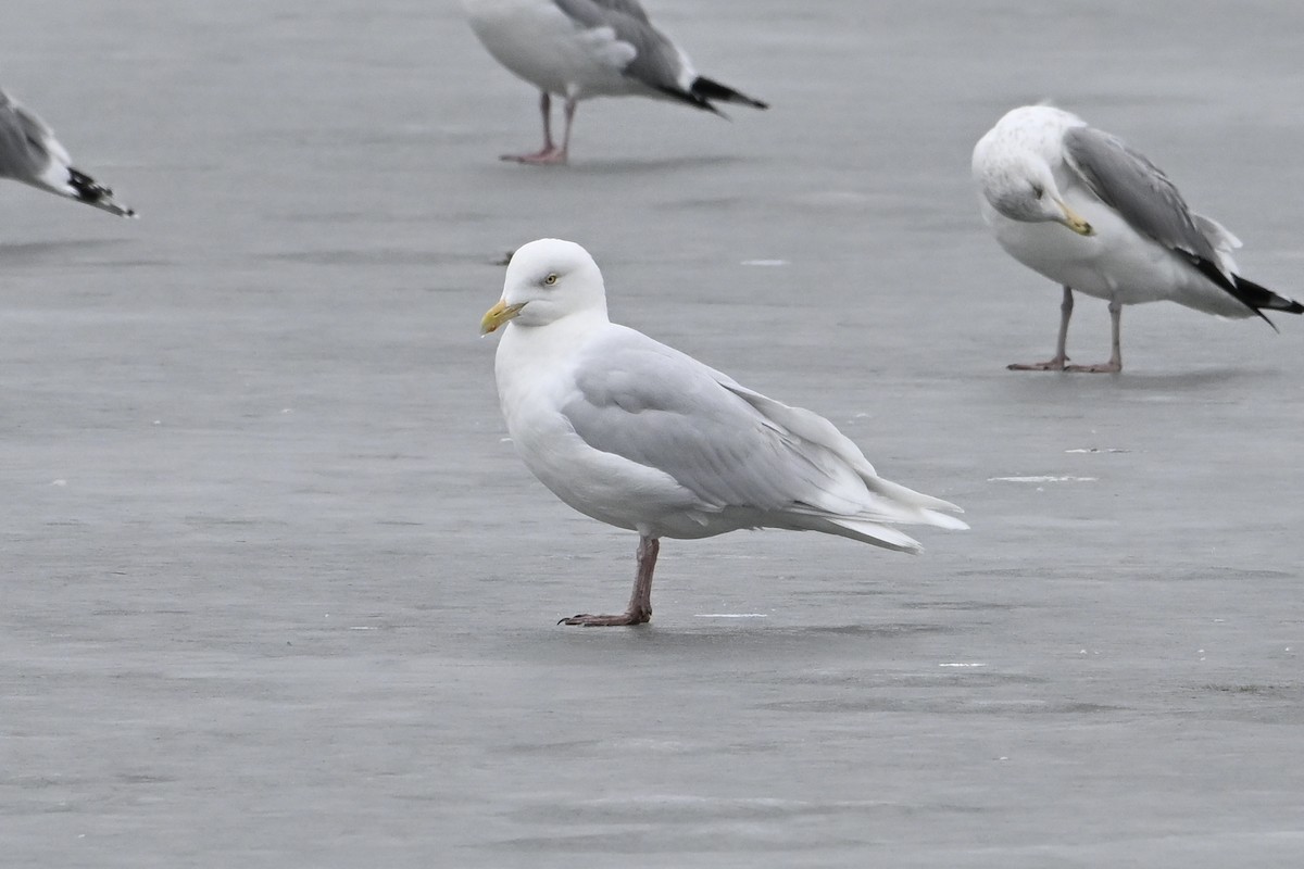 Бургомистр - ML652112895