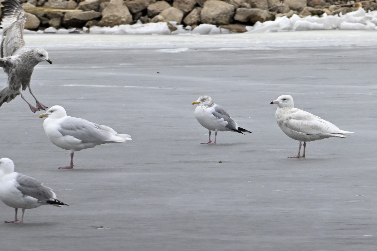 Бургомистр - ML652112899