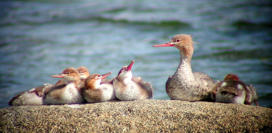 Red-breasted Merganser - ML65211291