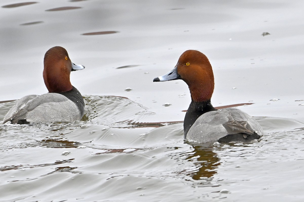 Американский нырок - ML652112931