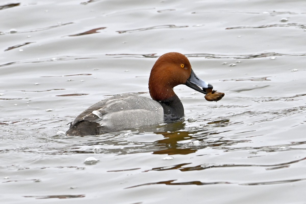 Американский нырок - ML652112934