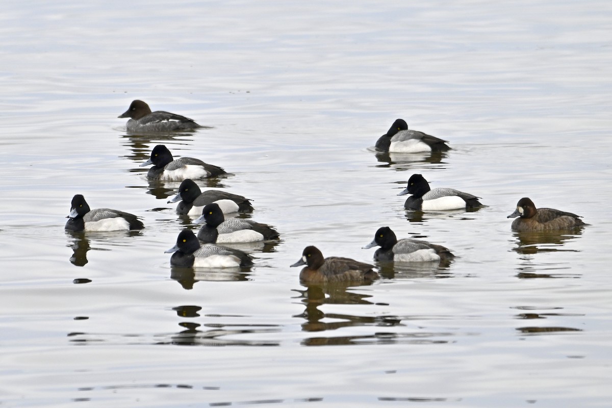 Малая морская чернеть - ML652112957