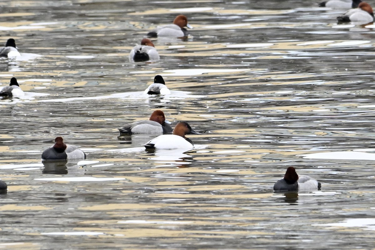 Парусиновый нырок - ML652112962