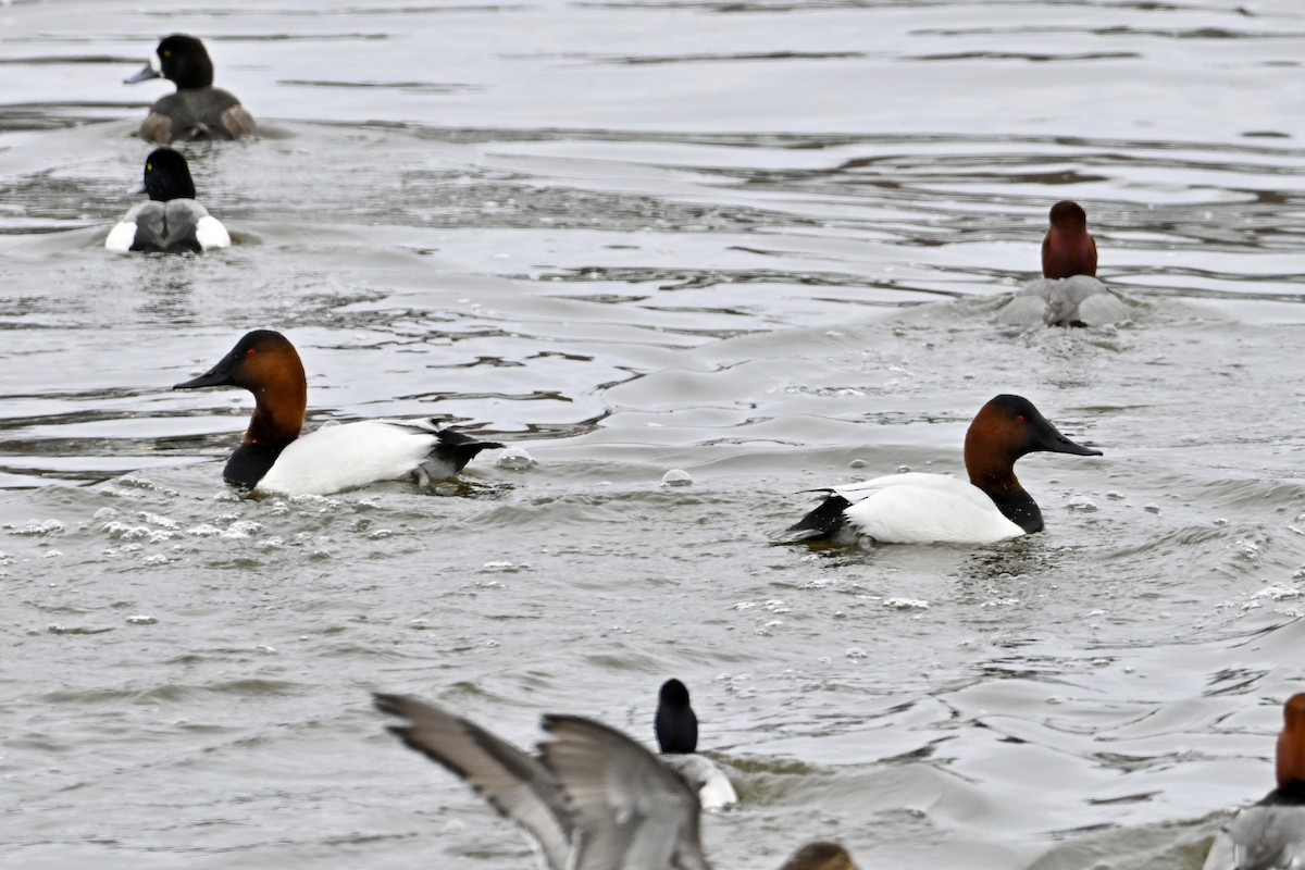 Парусиновый нырок - ML652112974