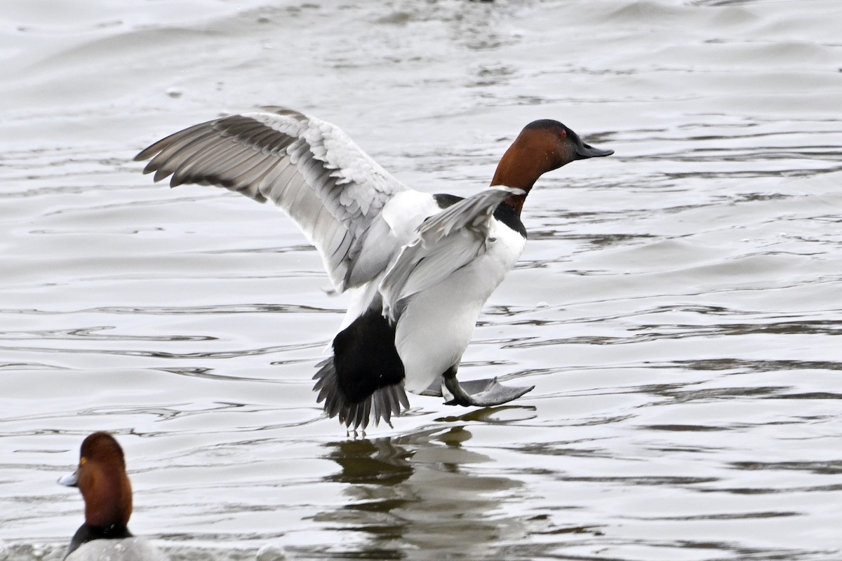 Парусиновый нырок - ML652112981