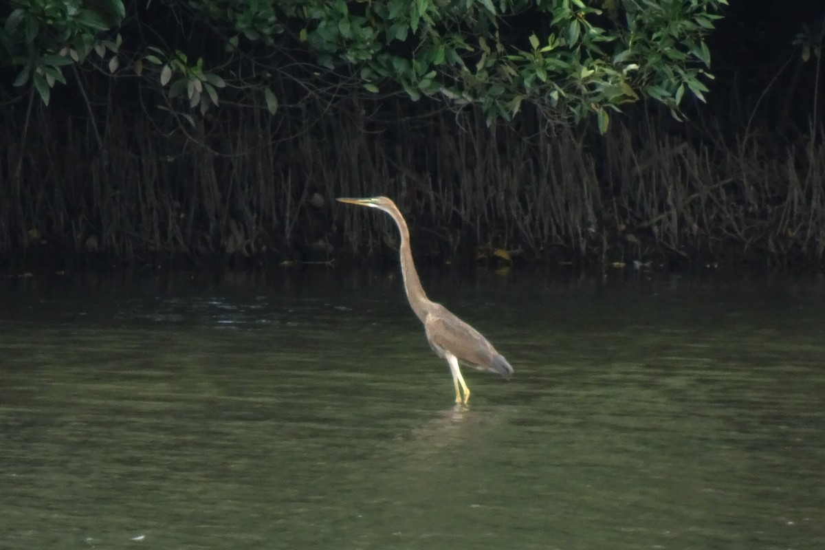 Purple Heron - ML652113154
