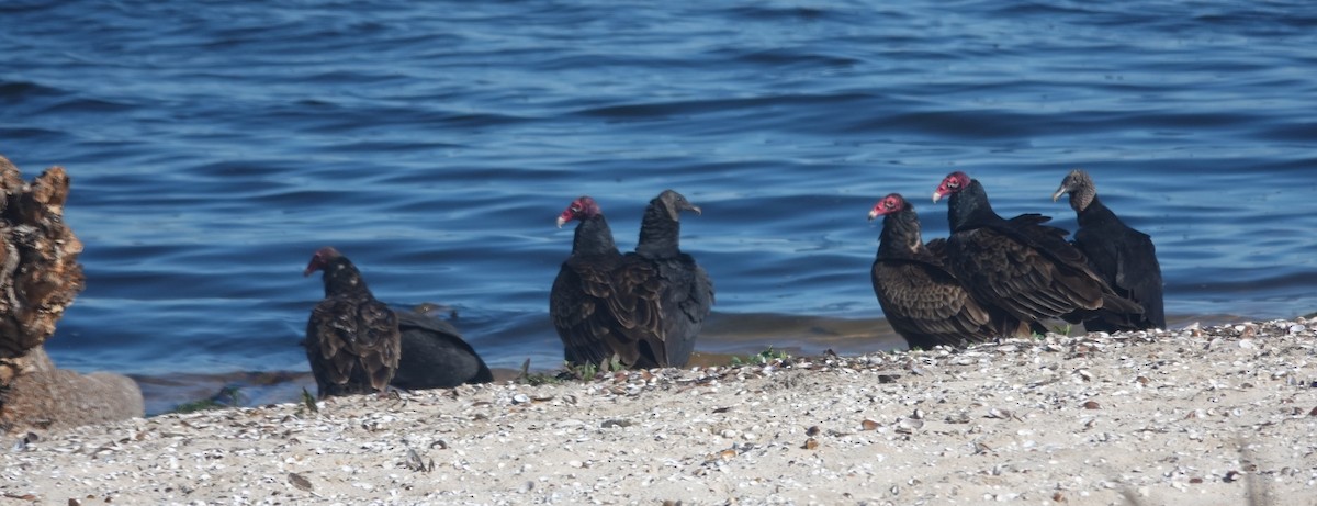 Zopilote Negro - ML652113301