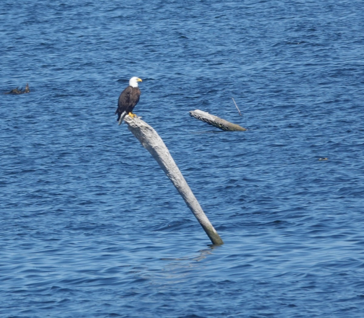 Pigargo Americano - ML652113311