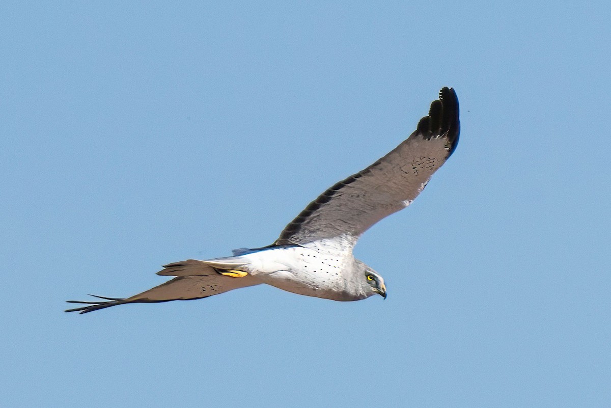 Northern Harrier - ML652113313