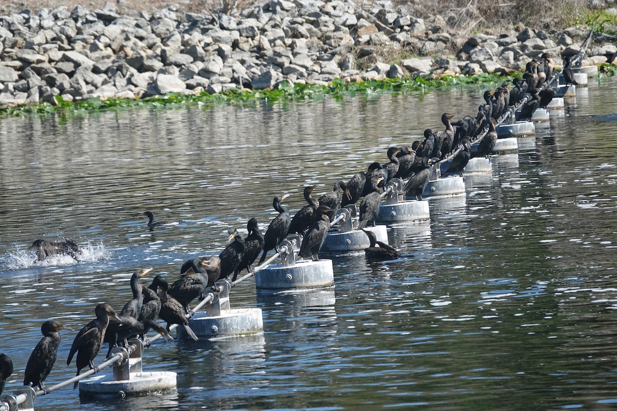 Cormorán Orejudo - ML652113330