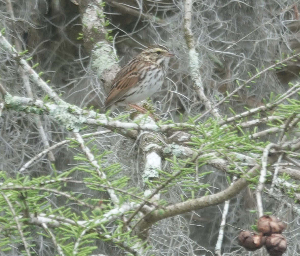 Chingolo Sabanero - ML652113453