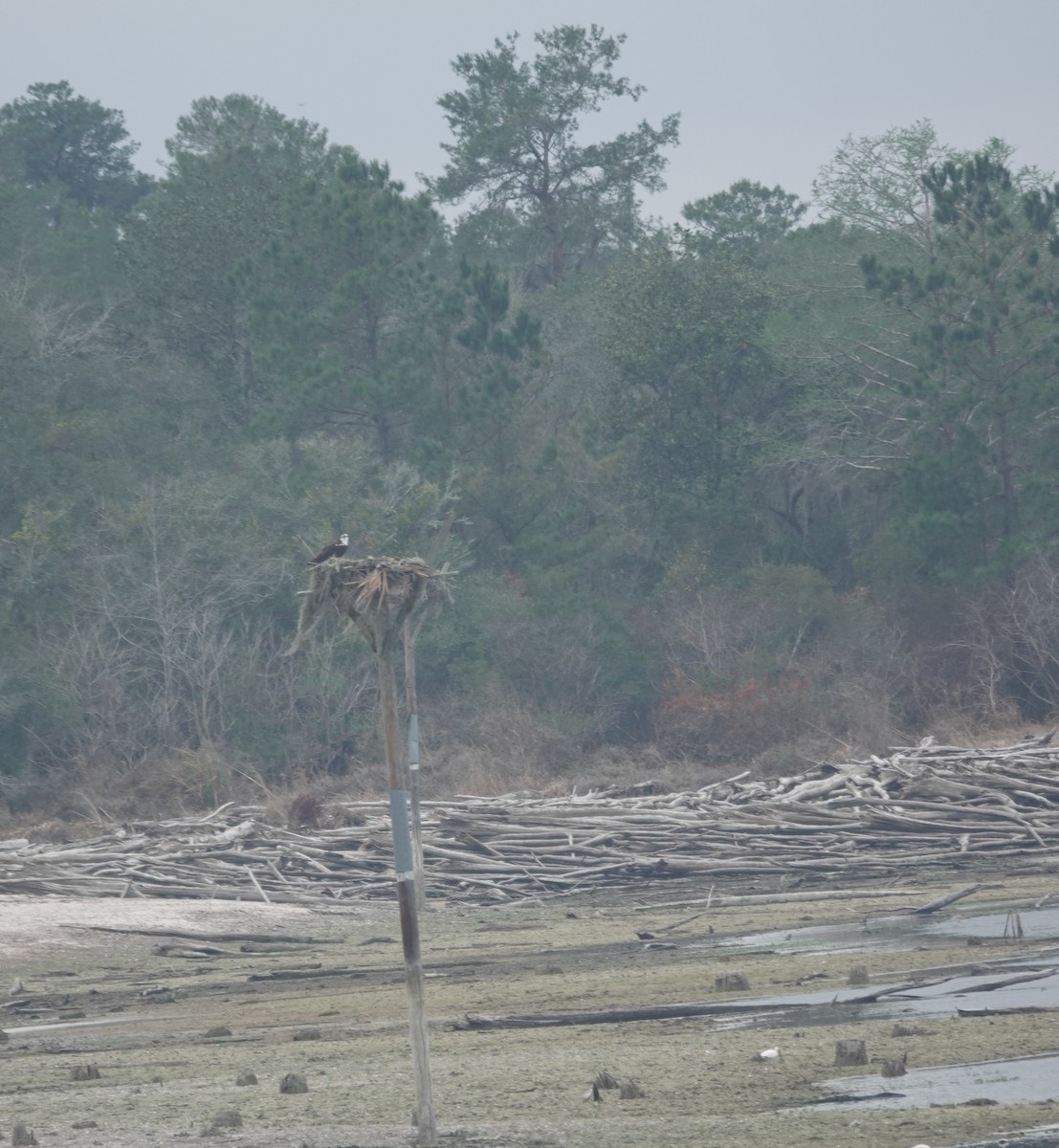 Águila Pescadora - ML652113480