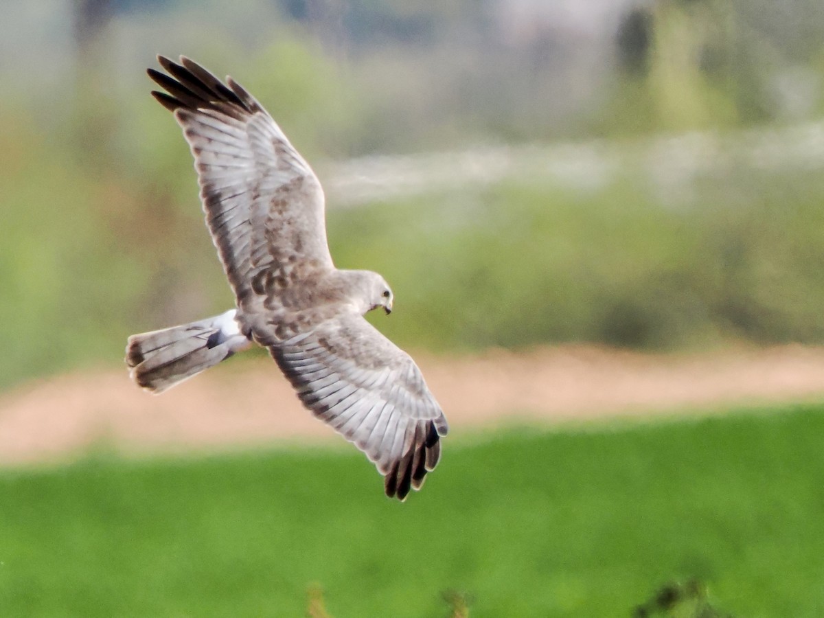 Northern Harrier - ML652113565