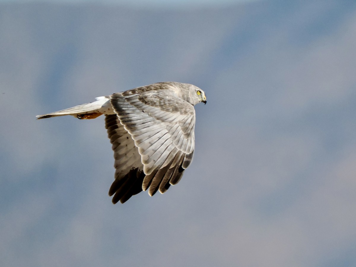 Northern Harrier - ML652113566