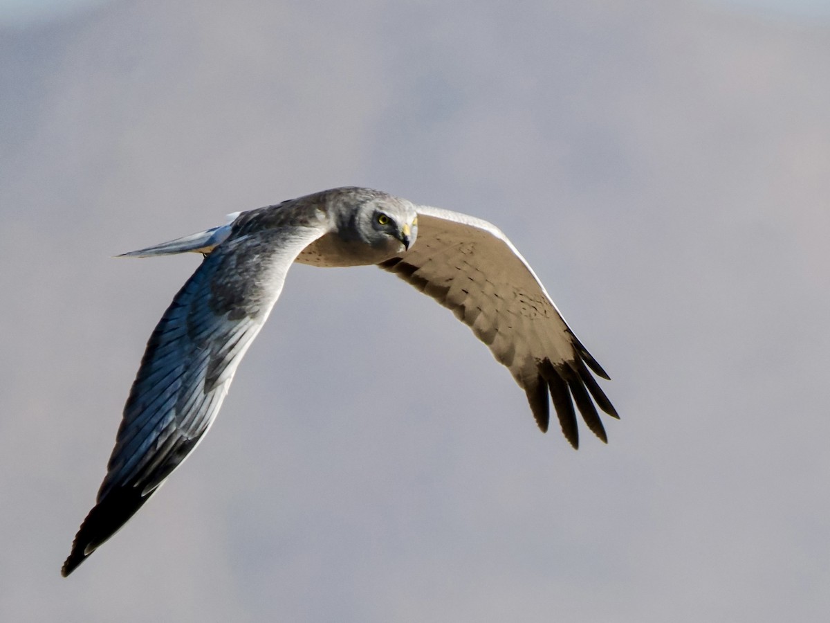 Northern Harrier - ML652113567