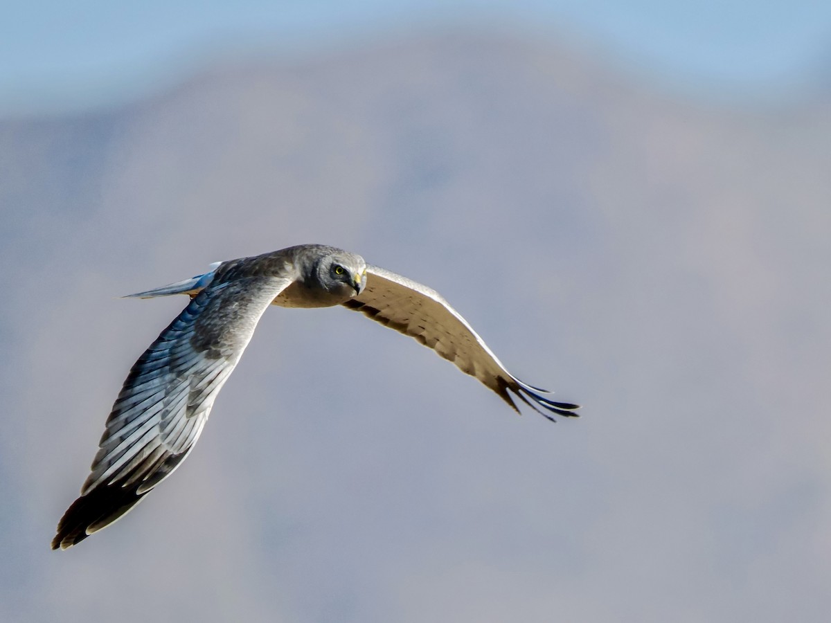 Northern Harrier - ML652113568