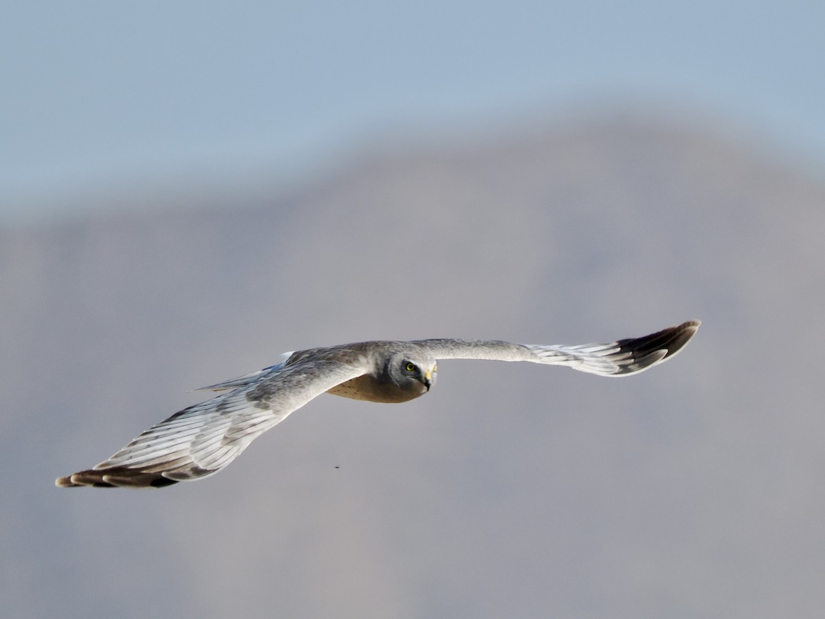 Northern Harrier - ML652113569