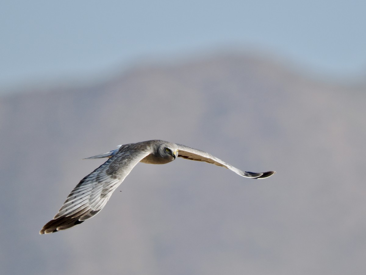 Northern Harrier - ML652113570
