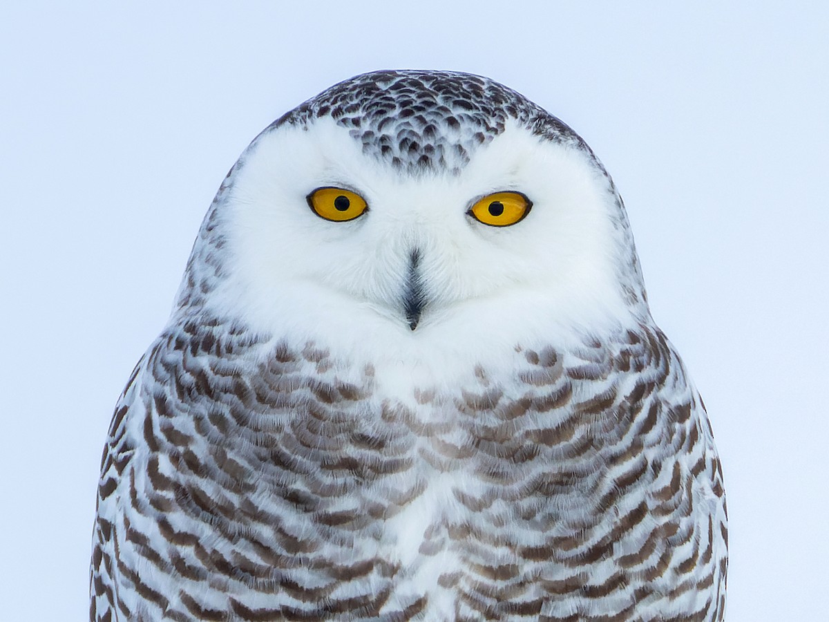 Snowy Owl - Bubo scandiacus - Birds of the World
