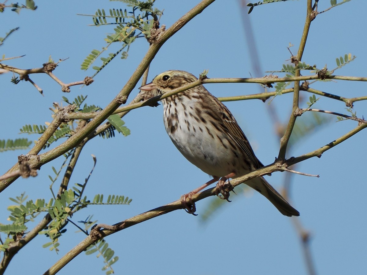 稀樹草鵐 - ML652113634