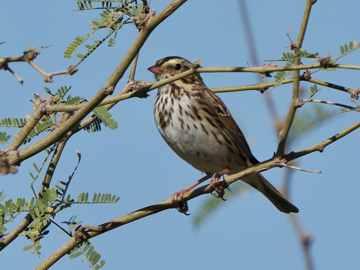 稀樹草鵐 - ML652113635