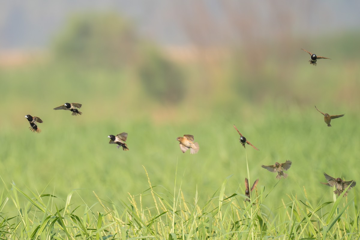 Tricolored Munia - ML652113847