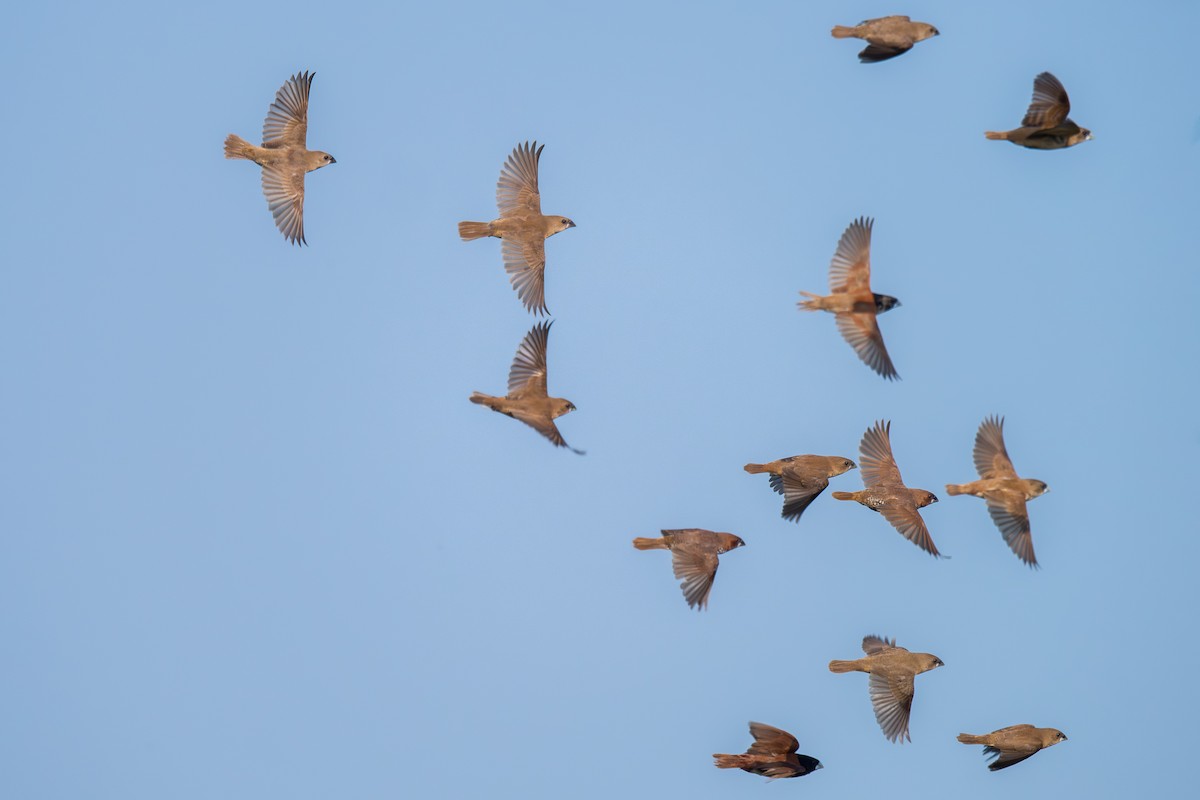 Scaly-breasted Munia - ML652113861