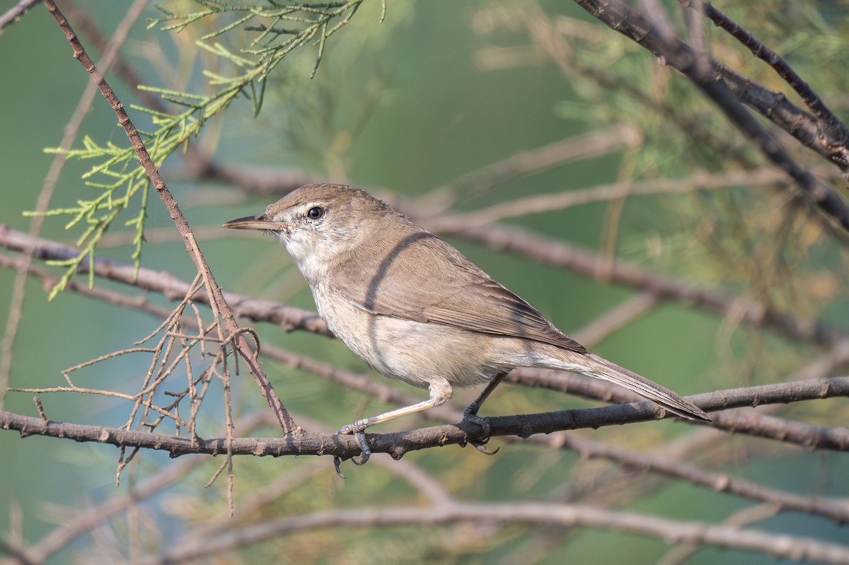 Zuhaixka-lezkaria - ML652113910