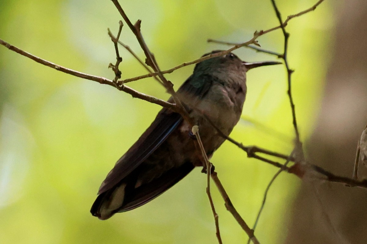 mexicosabelvinge - ML652113965