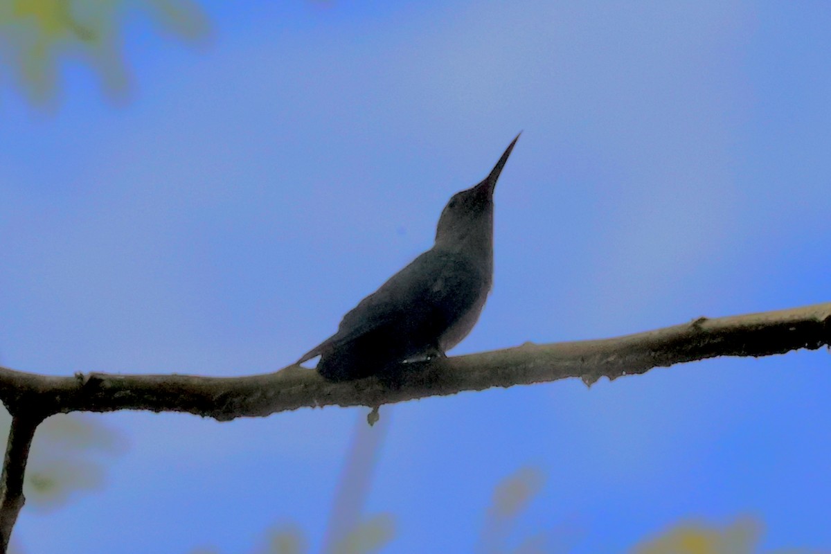 mexicosabelvinge - ML652113966