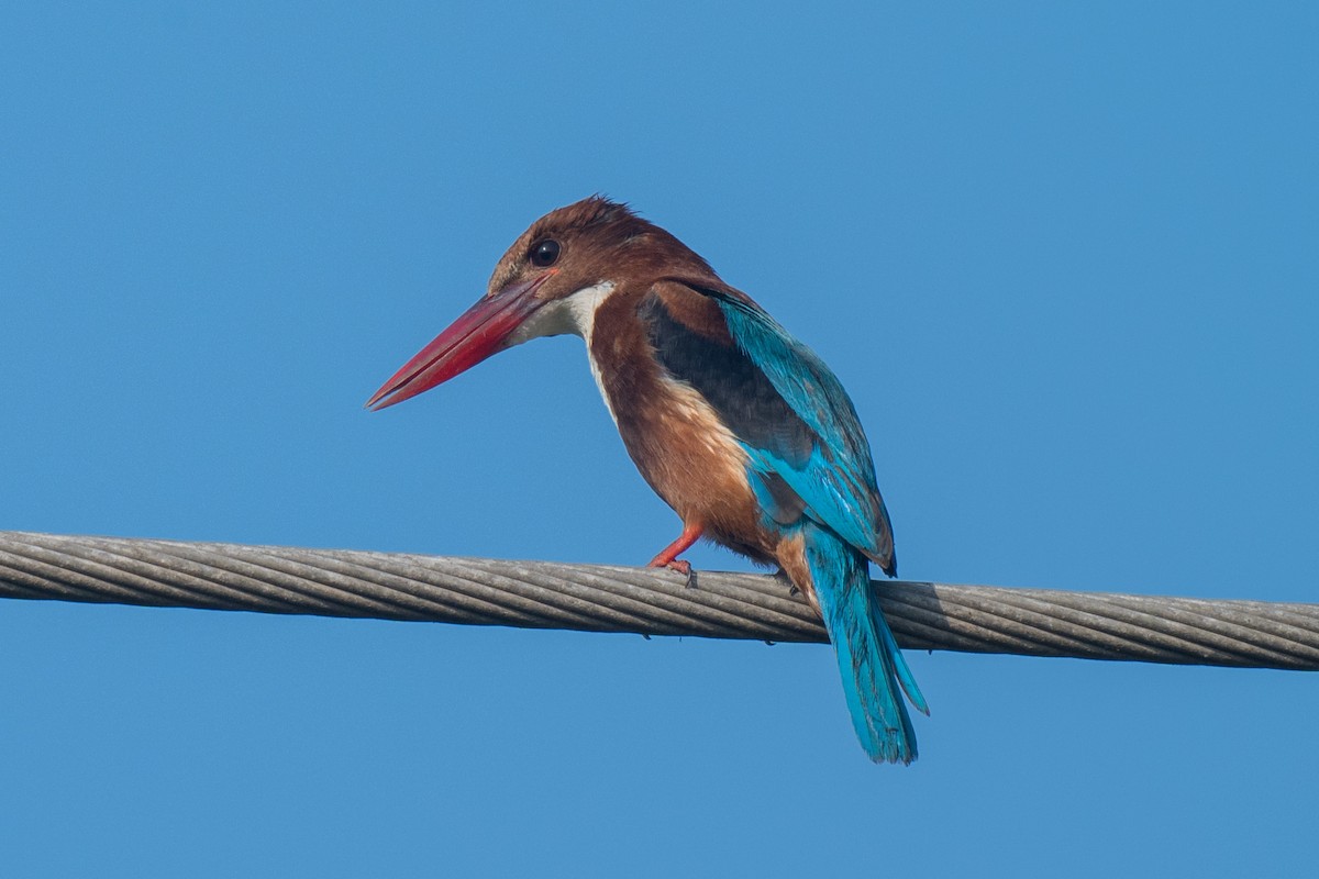 White-throated Kingfisher - ML652113980