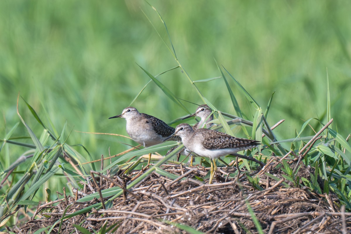 Kuliska pikarta - ML652113990