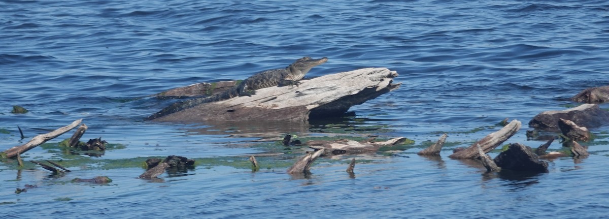 Animales - ML652113999