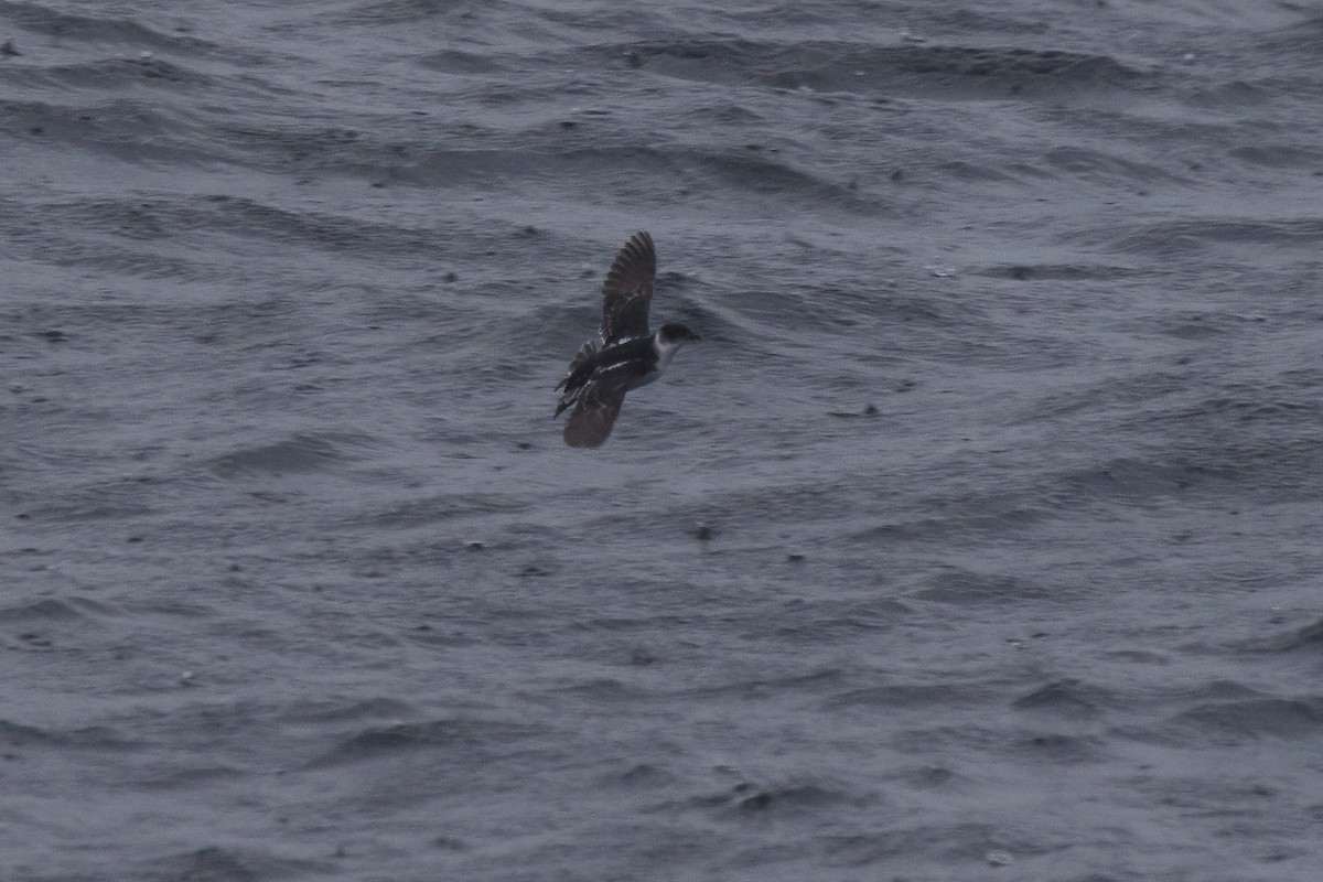 Magellanic Diving-Petrel - ML652114016