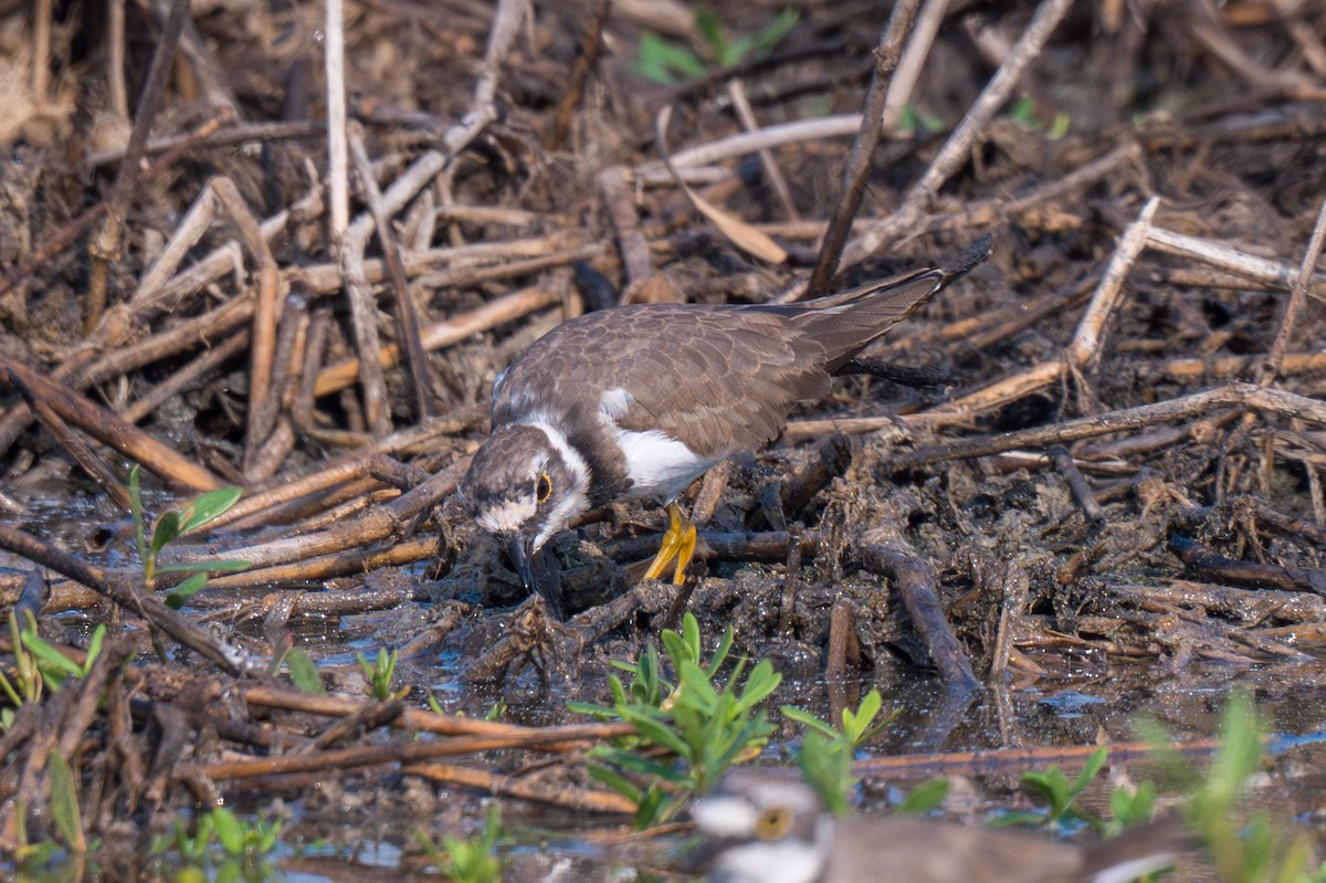 Txirritxo txikia - ML652114021