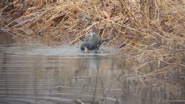 Storno - ML652114036